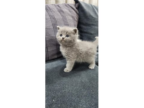 Scottish Straight Ve Fold Yavrular