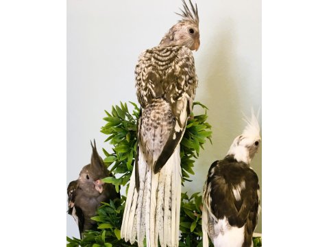 35 Günlük Yavru Bebek Sultan Papağanları A Kalite Wf