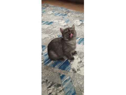 5 Aylık Teslime Hazır Erkek Yavru Kediler