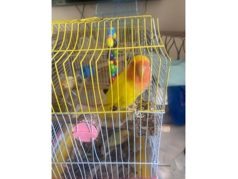 Sultan (Cennet) Papağanlarımıza Yuva Arıyoruz