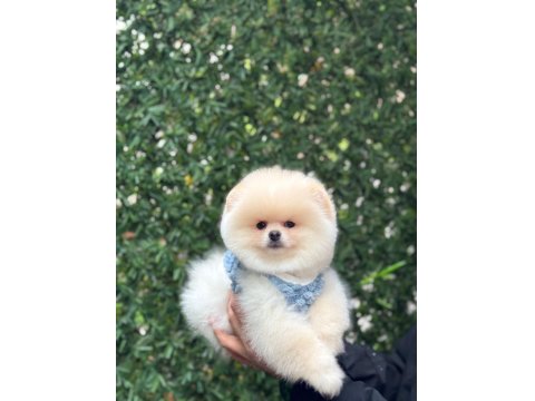 Teacup Pomeranian