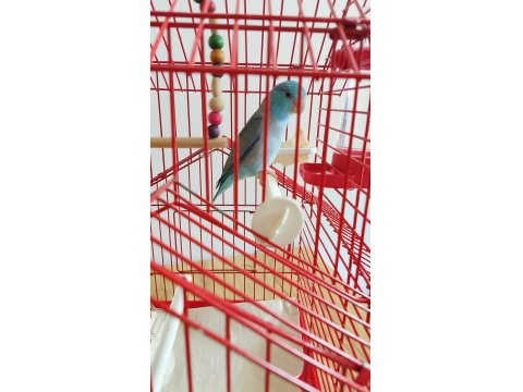 Erkek 3 Aylık Cennet (Sevda) Papağanı