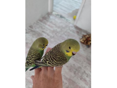 Çek 1.5 Aylık Erkek Muhabbet Kuşu
