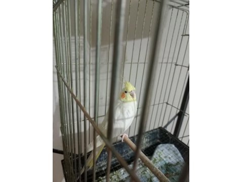 Sarı Lutino Aşırı Uysal Sultan Papağanı