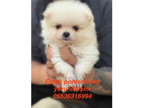 Pomeranian Erkek Yavruları