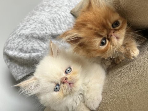 İran Persian Dişi-Erkek Kediler