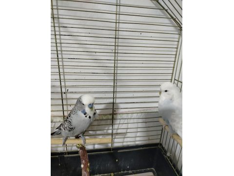 Jumbo Muhabbet Kuşu Hazır Takım Daha Önce Yavru Alındı