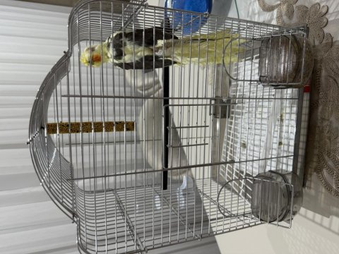 Sultan Papağanı 4 Aylık Krom Kafes