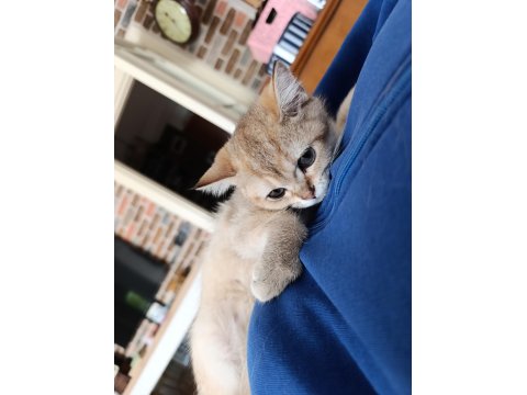 British Shorthair Yavrular 3 Aylık