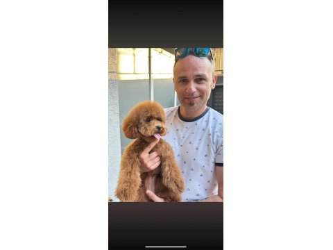 1 Aylık Erkek Toy Poodle Yavru