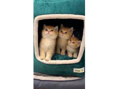 Safkan Orijinal British Shorthair Golden Yavrular