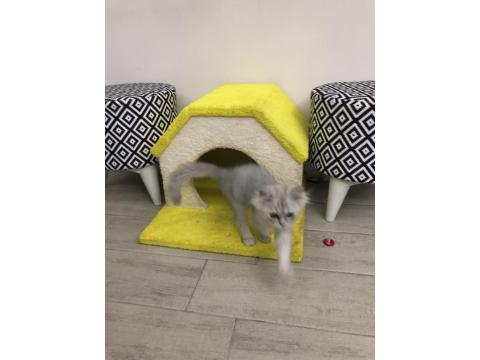 Sahibinden British Longhair Erkek Kedi