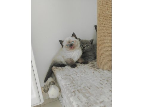 British Shorthair Ve Scottish Fold Yavrular