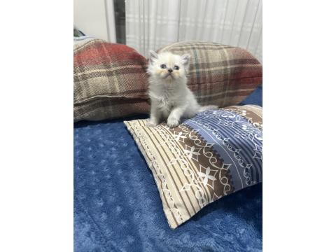 British Bluepoint Yavrularımız Yeni Yuvalarını Arıyor