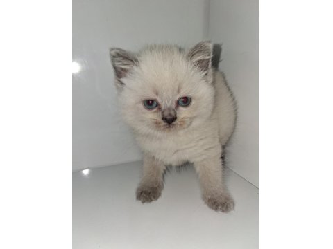 British Shorthair Patiler