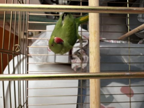 Pakistan Papağanımız