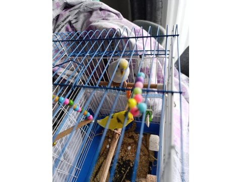 Kuşlar Vakit Ayıramadığımdan Dolayı Sahiplendirilecektir