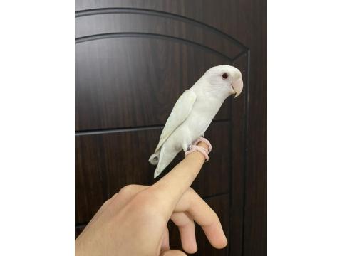 Yavru Sevda Papağanı 5-6 Aylık