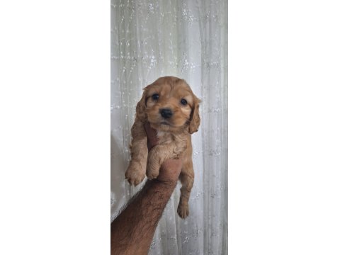 Cocker Yavrular Irk Sağlık Garantili