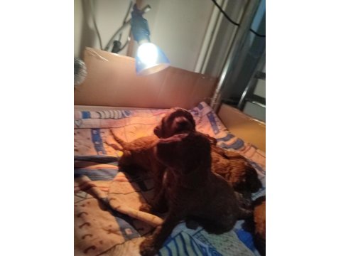 Poodle Yavrularımız