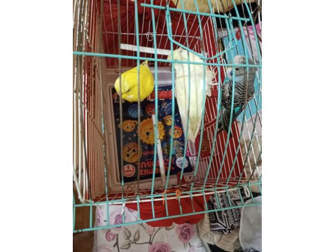 Muhabbet Kuşlarımız