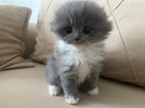 British Ve Scottish Yavru Kedilerimiz