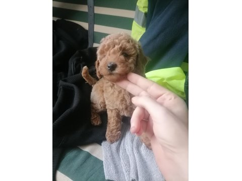 50 Günlük Tea Cup Toy Poodle Bebeklerim