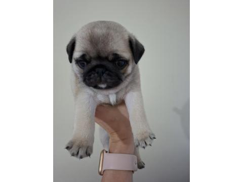Dişi Pug Yavru 2 Aylık