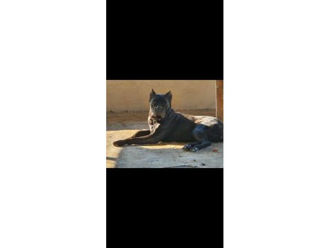 Orjinal Cane Corso Yavrular