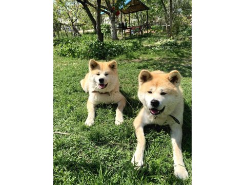 Muhteşem Safkan Japon Akita İnu Yavrular