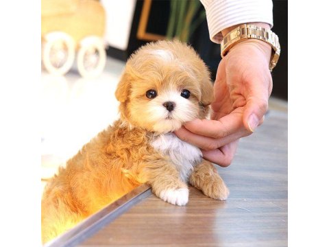 Maltipoo Bebek Köpeklerim
