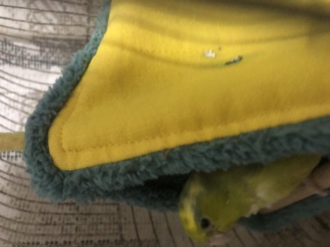 Sevecen Forpus Papağanı