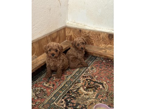 Kore Kan Poodle Bebeklerimiz