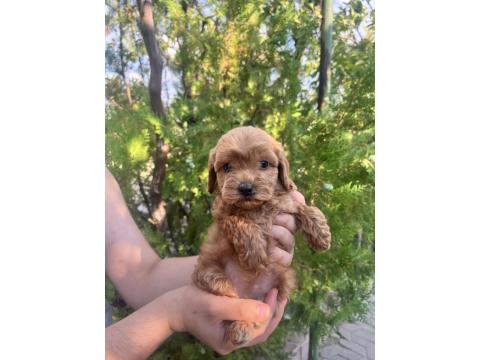 Sıfır Boy Maltipoo Yavrular