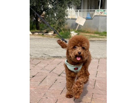 6 Aylık Erkek Poodle