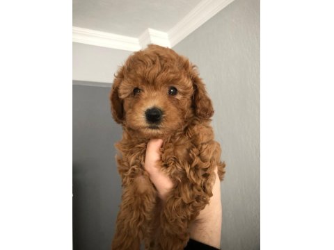 Pırıl Pırıl Maltipoo Yavrular