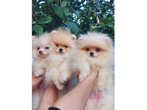 Sağlık Ve Irk Garantili Pomeranian Yavrularımız
