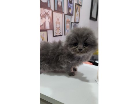 Scottish Fold Erkek Yavru