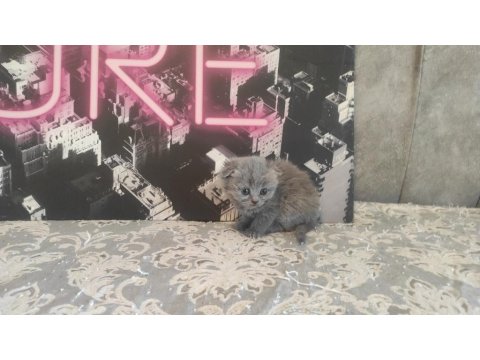 Gri Ve Beyaz Scottish Fold Bebekler