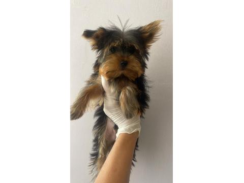 Safkan Yorkshire Terrier Köpekler