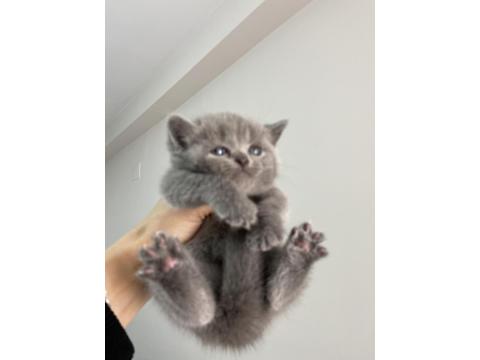 Dişi British Shorthair