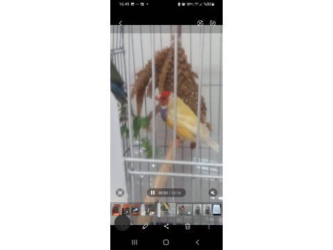 Acil Yumurtalı Cennet Papağanı