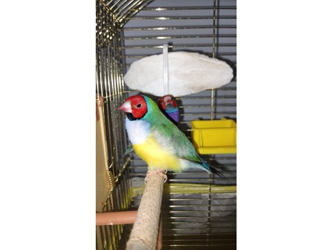 Yavru Alınmış Gökkuşağı İspinozları