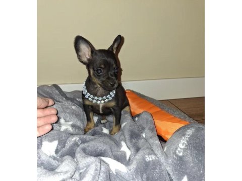 Sıfır Numara Pinscher Yavrularımız