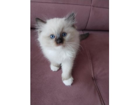 45 Günlük Orjinal Ragdoll Yavruları