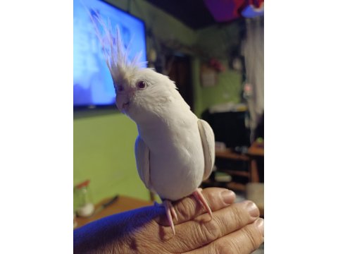 Satılık Eşli Takım Sultan Papağanı