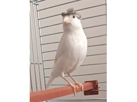 10 Aylık Erkek Ötümde Kanarya