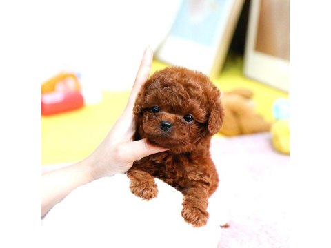 Toy Poodle Köpeklerim