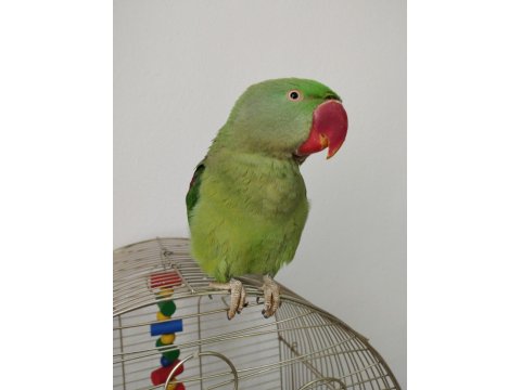 8-9 Aylık Erkek Alexander Tekirdağ İçi Elden Teslim