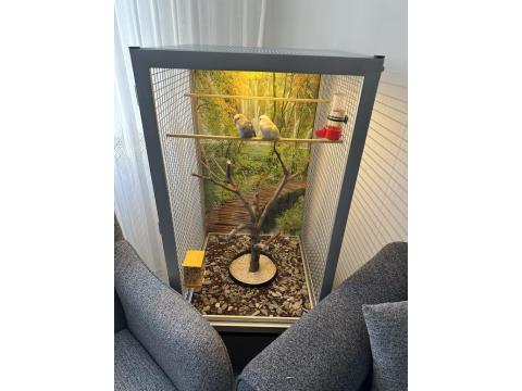 1 Yaşını Tamamlamış Sevda Papağanı